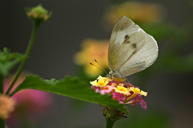 a0242438_21433566.jpg