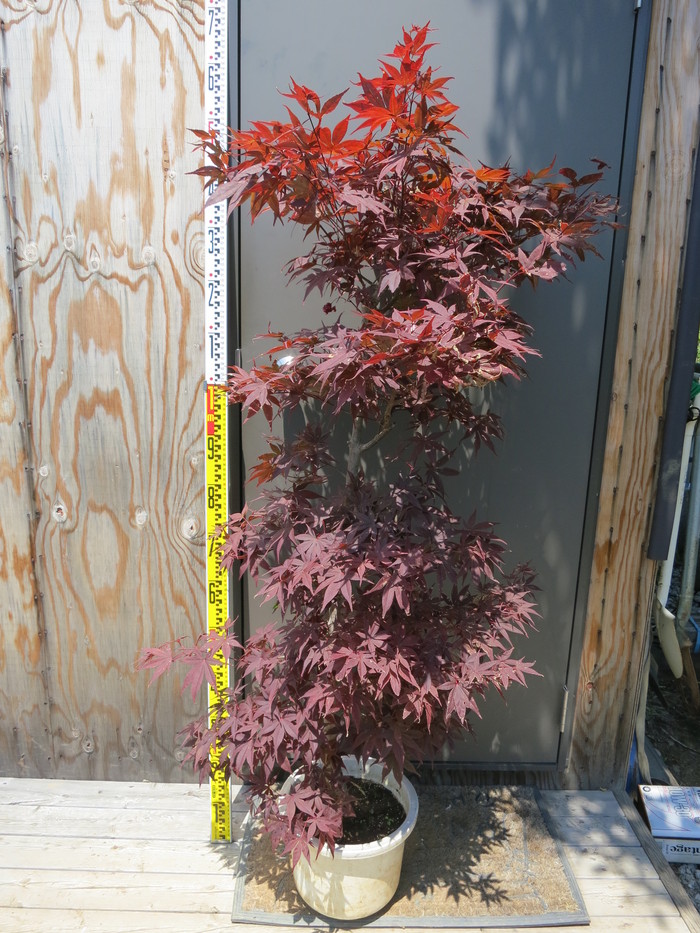 モミジ ノムラモミジ 野村紅葉 販売 画像 写真 価格 値段 庭木 安行 植木 お問い合わせ商品 田中園 Shop Tanakaen Jp Web Magazine モミジ ノムラモミジ 野村紅葉 販売 画像 写真 価格 値段 庭木 安行 植木 お問い合わせ商品 田中園 Shop Tanakaen Jp Web Magazine