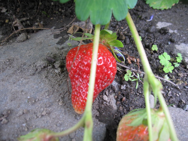 a0279743_1335351.jpg