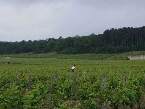 ママの旅行記2012　～　ブルゴーニュその3 畑巡り_c0022147_1035272.jpg