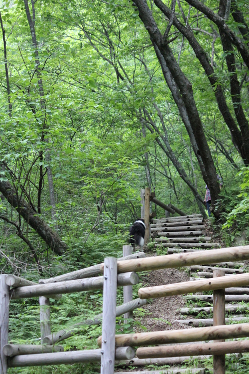 軽井沢の千ヶ滝 ♪ ～ とってもステキな滝なんだワン ～_b0245048_764821.jpg