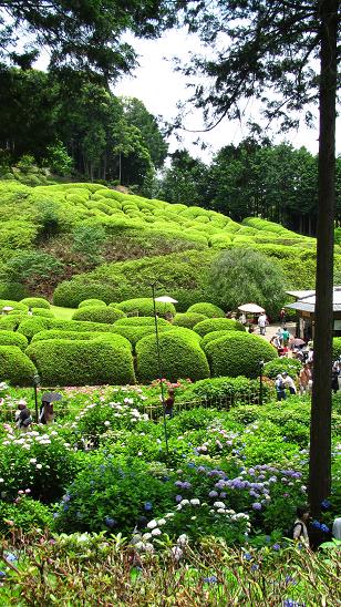 三室戸寺(京都）_f0064449_13154414.jpg