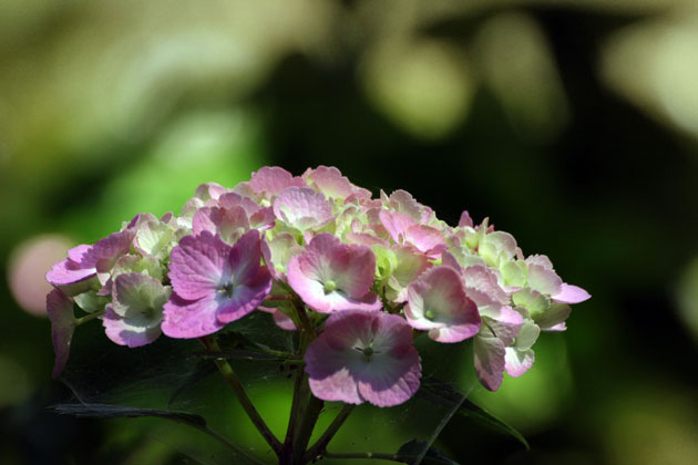 続・薬師池公園の紫陽花_c0080352_18562075.jpg