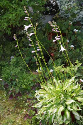 庭の花が続々と咲いています。_f0062055_9535179.jpg