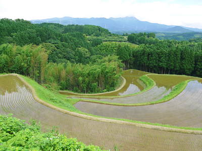 菊池水源棚田米 田植え後の様子_a0254656_18114465.jpg
