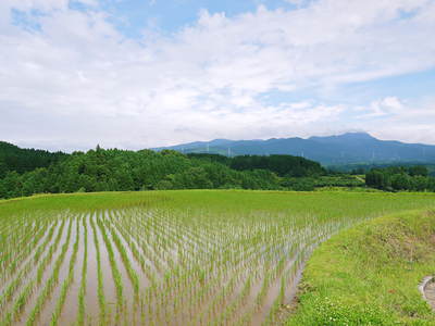 菊池水源棚田米 田植え後の様子_a0254656_18172652.jpg