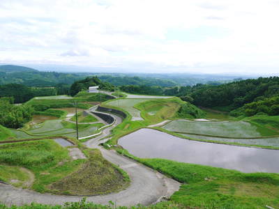 菊池水源棚田米 田植え後の様子_a0254656_18342323.jpg