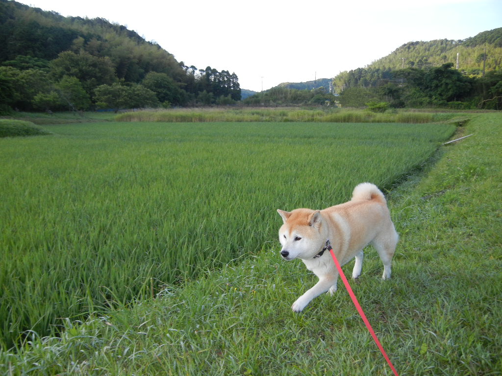 ’１２，６，２６日（火）初夏の風って、爽やかだけど・・・_f0060461_13402754.jpg