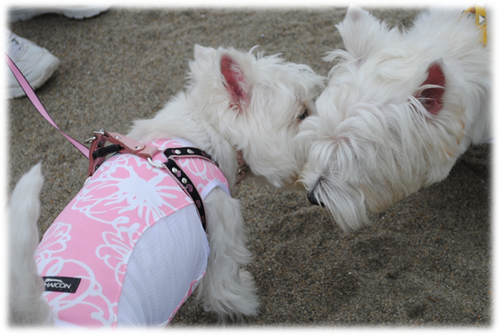 ♪ ダニエル　海の公園　白犬さんわらわらだよ～　♪_b0242873_145540100.png