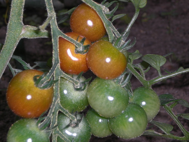 f0153475_74929.jpg