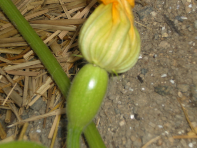 f0153475_76508.jpg