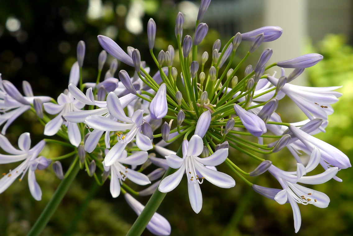 アガパンサス（Agapanthus）_e0086880_15413952.jpg