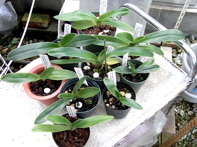 パフィオページ パフィオのCP苗（2012.6.26） : ブログに挑戦らんらん蘭日記