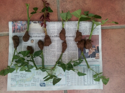 殿堂入りの薔薇その2 ピエール・ド・ロンサールの挿し木 : La vie avec