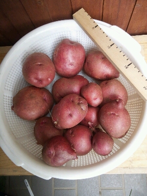 今年のジャガイモ収穫　My garden produce; potatoes_f0079388_7391852.jpg