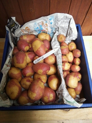 今年のジャガイモ収穫　My garden produce; potatoes_f0079388_7401620.jpg