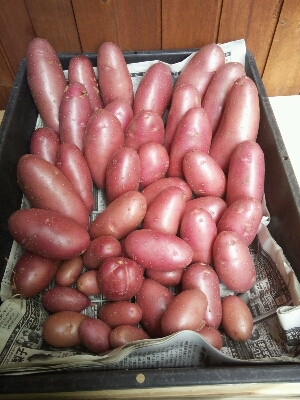 今年のジャガイモ収穫　My garden produce; potatoes_f0079388_741012.jpg