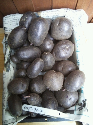 今年のジャガイモ収穫　My garden produce; potatoes_f0079388_7421122.jpg