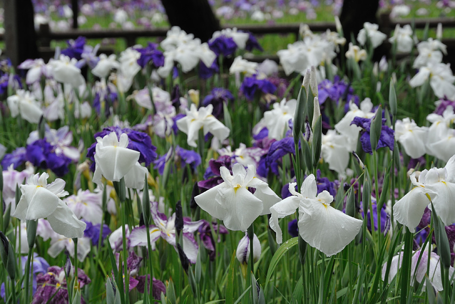 12.06.09:早咲きの紫陽花と満開の花菖蒲、性海寺と九華公園４－完_c0007190_19163945.jpg