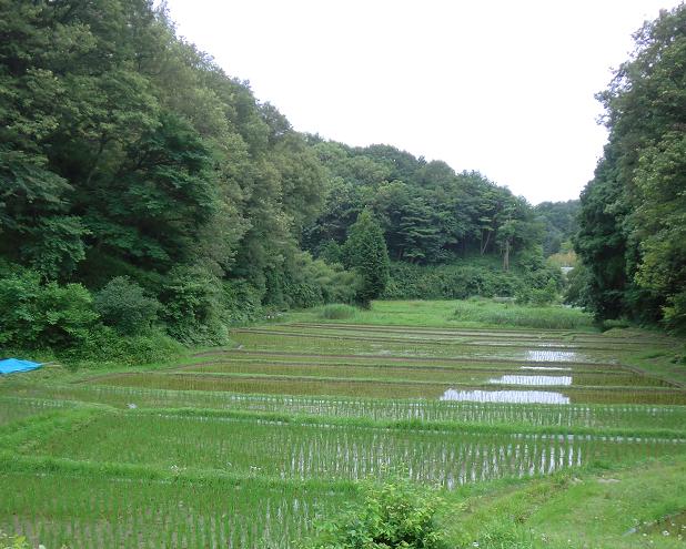 初夏の小野路_e0023790_234530100.jpg