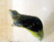 e0186500_15522853.jpg