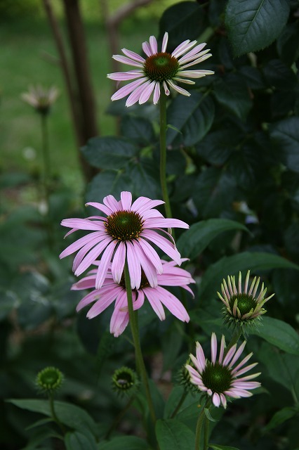 a0123003_8314575.jpg