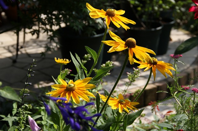 a0123003_8522688.jpg