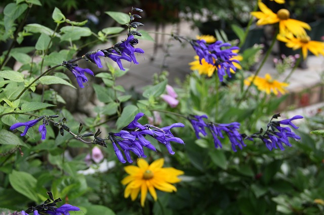 a0123003_8571922.jpg