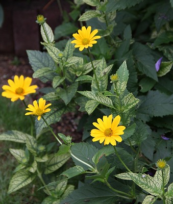 a0123003_914441.jpg