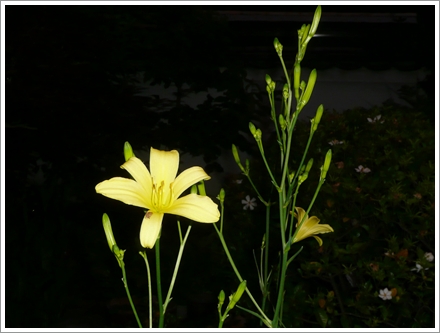 夜に咲く花（ユウスゲ　月見草）　ハスの花_c0079206_21573227.jpg