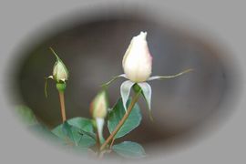 c0097309_9351613.jpg