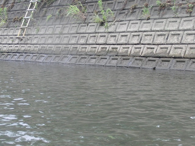 沼川をカヌーで下り、田子の浦港から小潤井川をどこまで上がれるか？_f0141310_745421.jpg