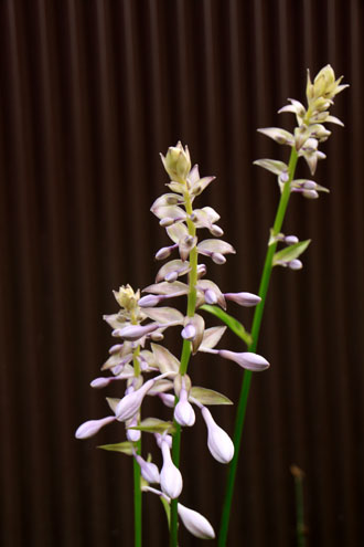 菜園で夏の花が咲き始めました_e0048413_18353188.jpg