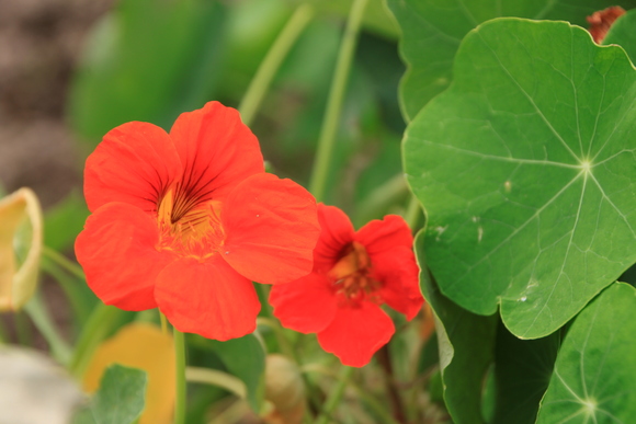 菜園で夏の花が咲き始めました_e0048413_18354241.jpg