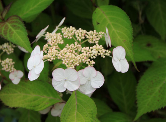 菜園で夏の花が咲き始めました_e0048413_18361880.jpg