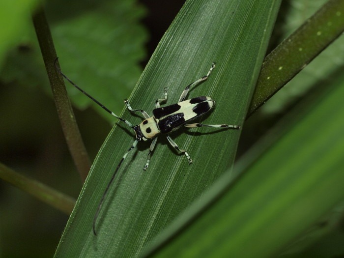 ラミーカミキリ_c0116915_2356134.jpg