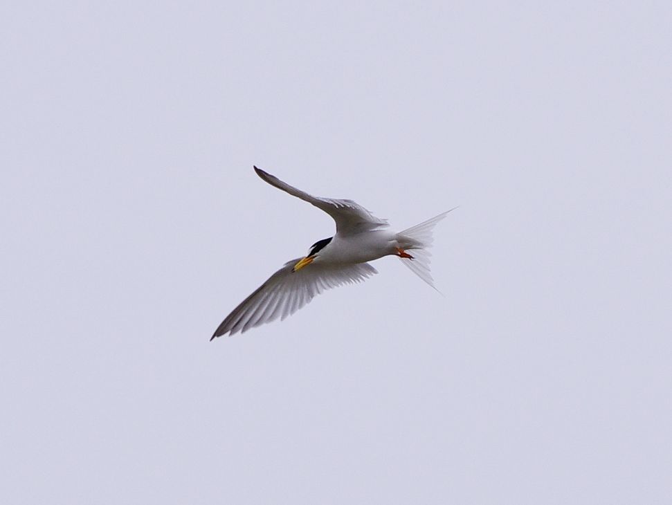 コアジサシ・・・葛西臨海公園（３）・・・飛び姿はとてもキレイ！_a0031821_20572753.jpg