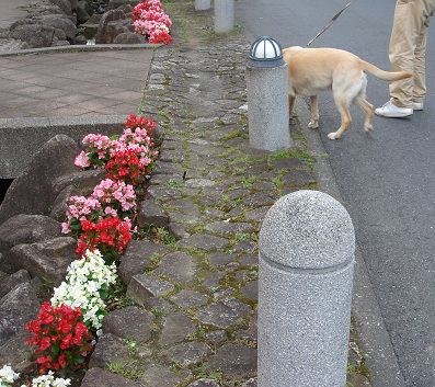 梅雨時　の　花_b0226221_933141.jpg