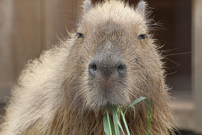 カピカピ バラバラ 動物園放浪記
