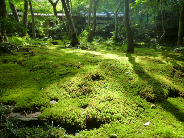 最近のアルシェ！　京都観光　最新開花情報！_d0106134_6275644.jpg