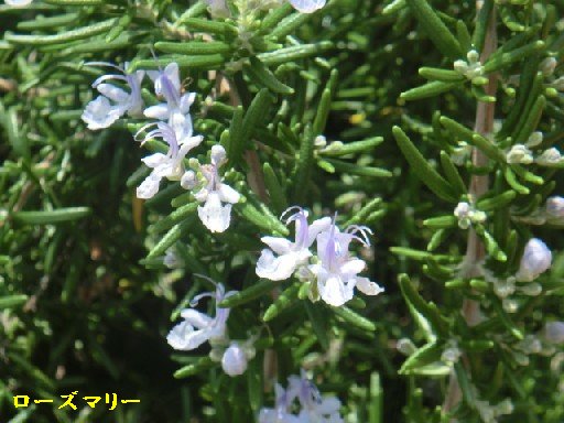 熱帯の花を求めて長崎へ(　№3　)　　　　　　　　　　渡辺　浩_b0012636_953480.jpg