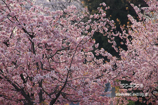 《花》　安行寒桜（1）　18-270mm　（川口グリーンセンター）_c0080036_23571063.jpg