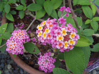 a0054240_22145220.jpg