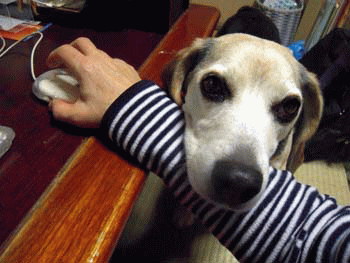 b0005652_2258296.gif