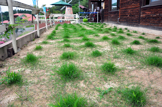 芝生らしくなってきました　時系列成長記　6/27_b0214652_16314169.jpg