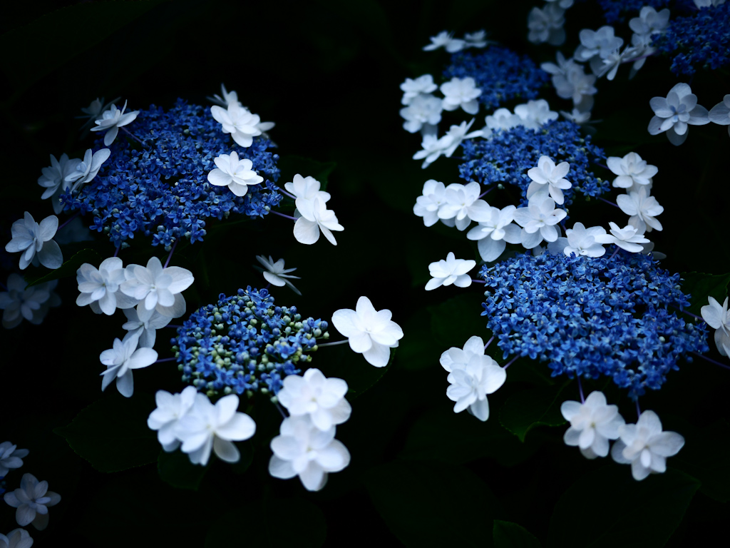 176　梅雨の花々2_c0175352_2225288.jpg