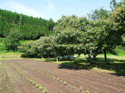 FLC日記 果実は順調!でも野菜が・・・_a0254656_1016564.jpg