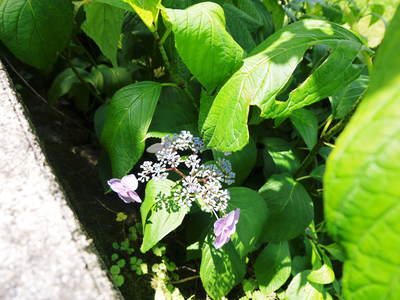 FLC日記 果実は順調!でも野菜が・・・_a0254656_10241024.jpg