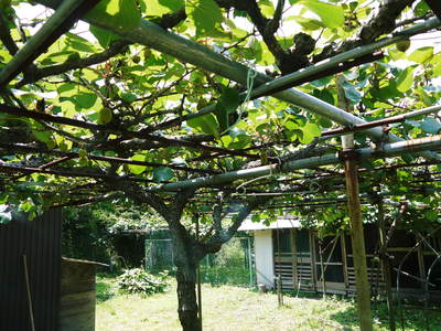 FLC日記 果実は順調!でも野菜が・・・_a0254656_10264425.jpg