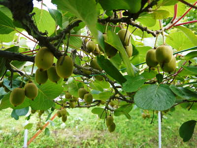 FLC日記 果実は順調!でも野菜が・・・_a0254656_10314455.jpg